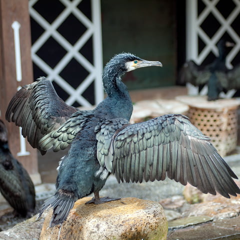 伝統漁法・小瀬鵜飼